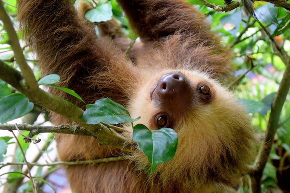 another cute sloth