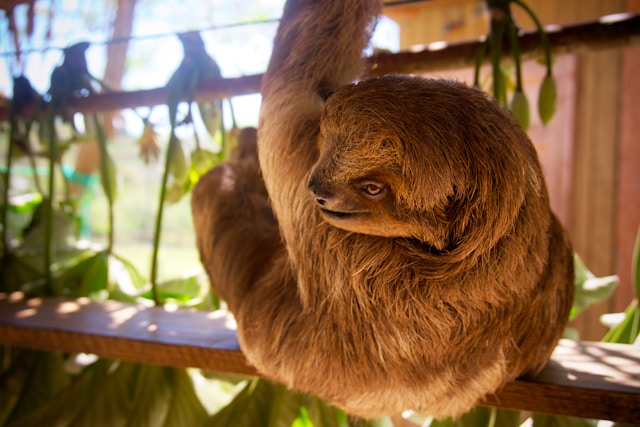 cute Image of sloth looking over its shoulder