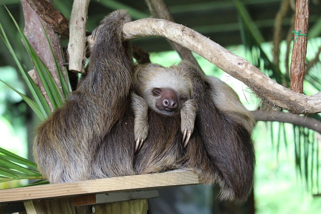 cute Image of sloth with baby