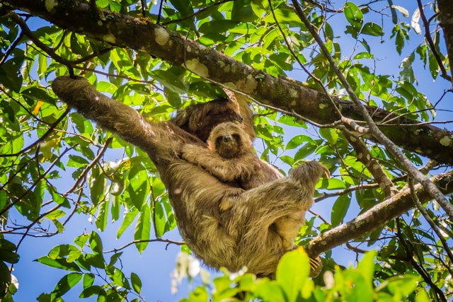 cute Image of sloth with baby hanging in tree