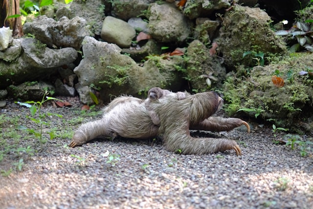 cute Image of sloth on ground