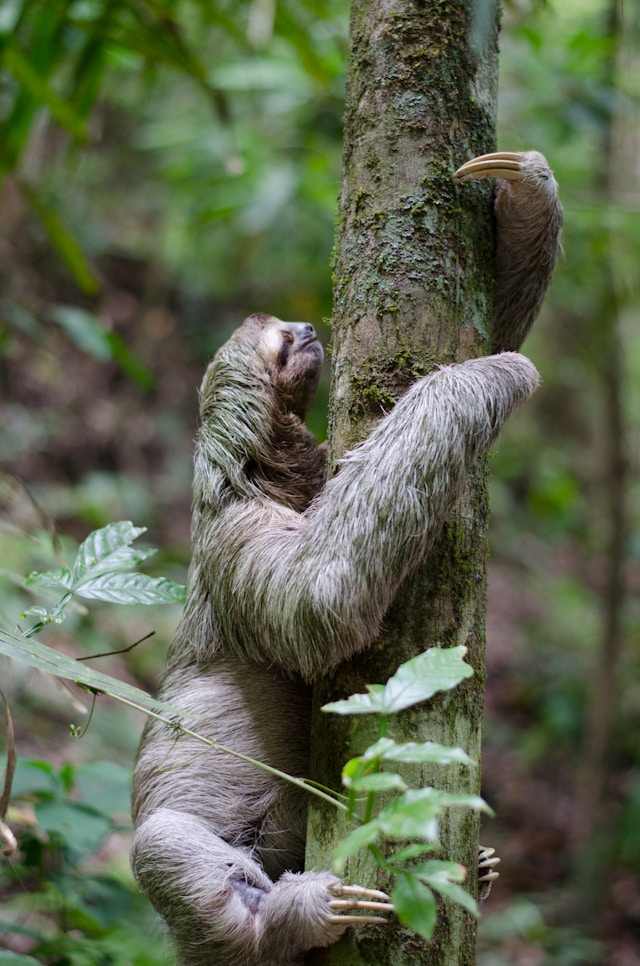 cute Image of sloth climbing up