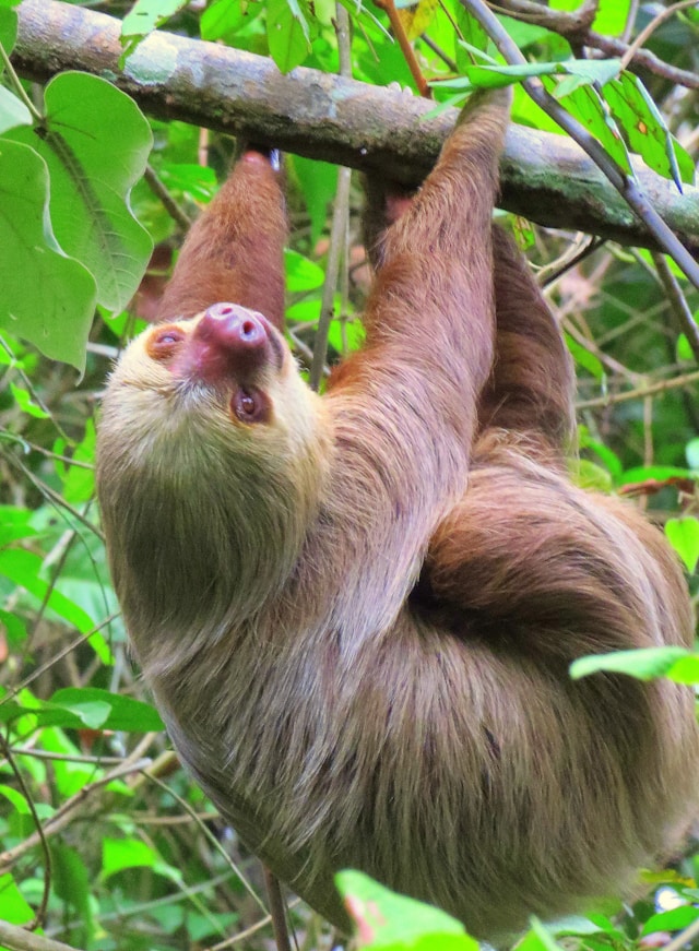 cute Image of sloth hanging in tree